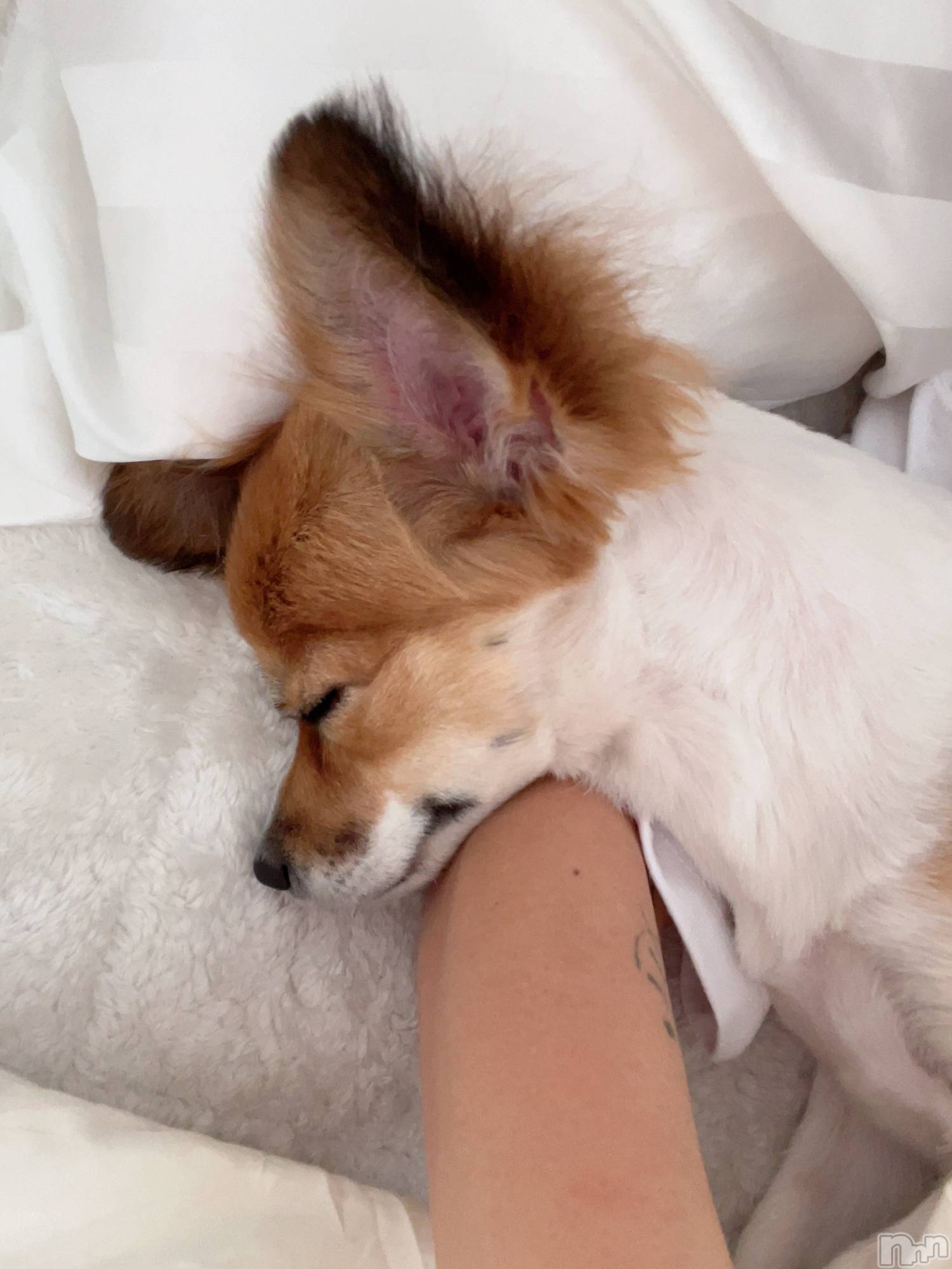 ��ˬ����Х��顦����֥���� �ץ���� ��ˬ(����� �ץ���� ����) ��2025ǯ5��3���̥�֥�����💋��