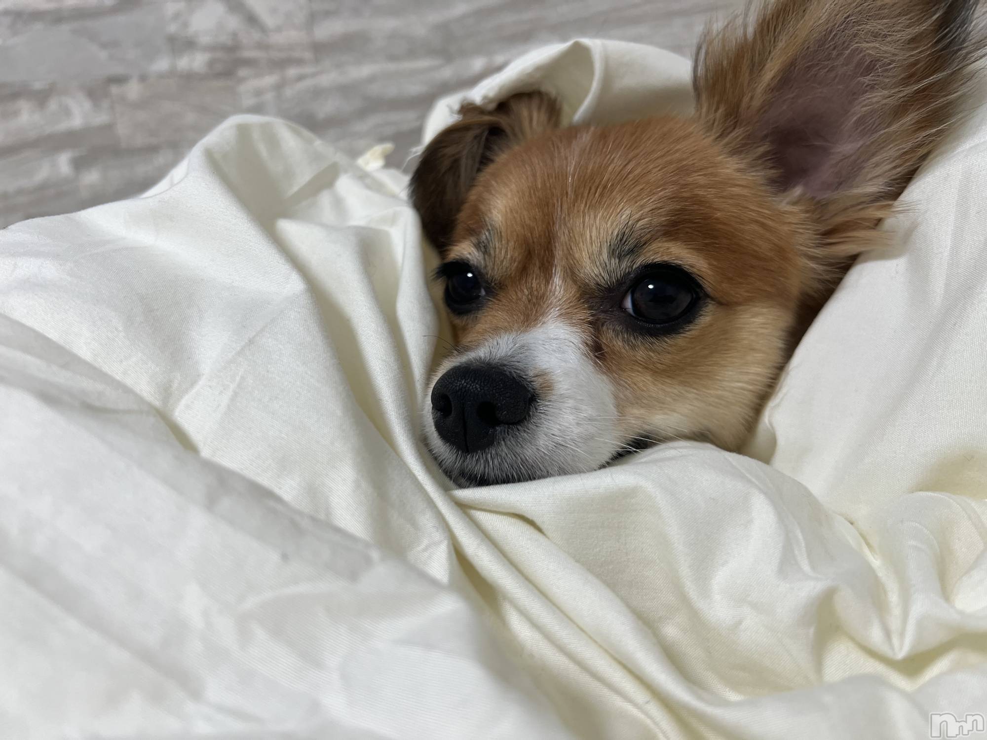 ��ˬ����Х��顦����֥���� �ץ���� ��ˬ(����� �ץ���� ����) ��2025ǯ6��13���̥�֥�����🦋��