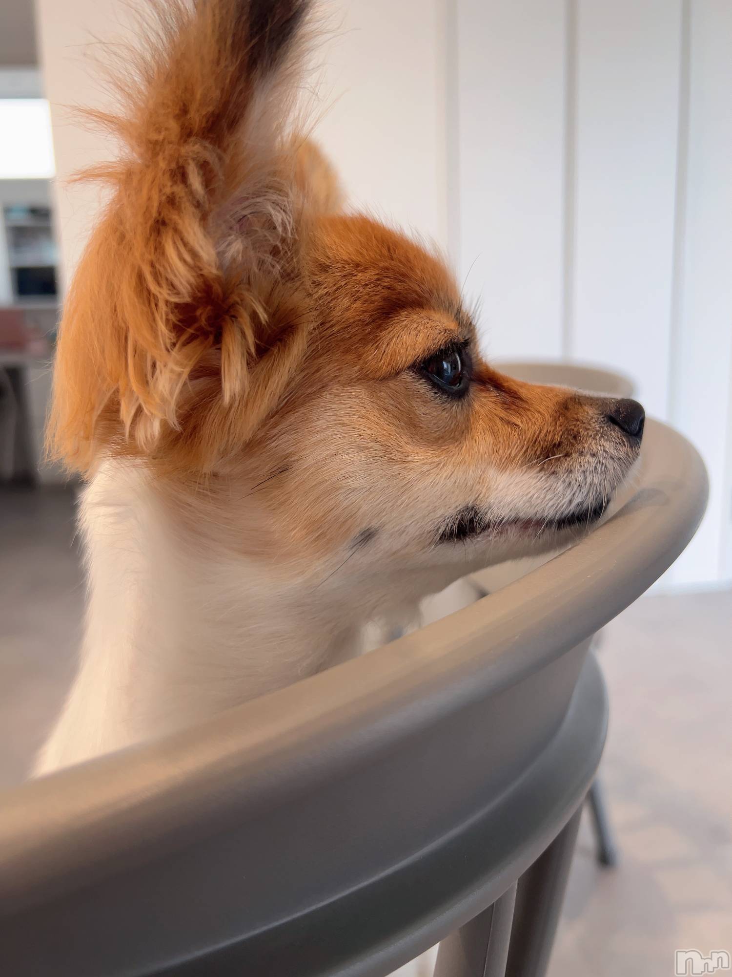 ��ˬ����Х��顦����֥���� �ץ���� ��ˬ(����� �ץ���� ����) ��2025ǯ6��18���̥�֥�����🦋��