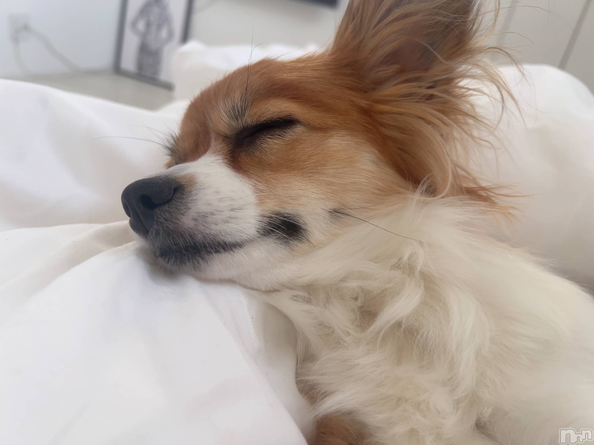 ��ˬ����Х��顦����֥���� �ץ���� ��ˬ(����� �ץ���� ����) ��2025ǯ6��26���̥�֥�����💙��