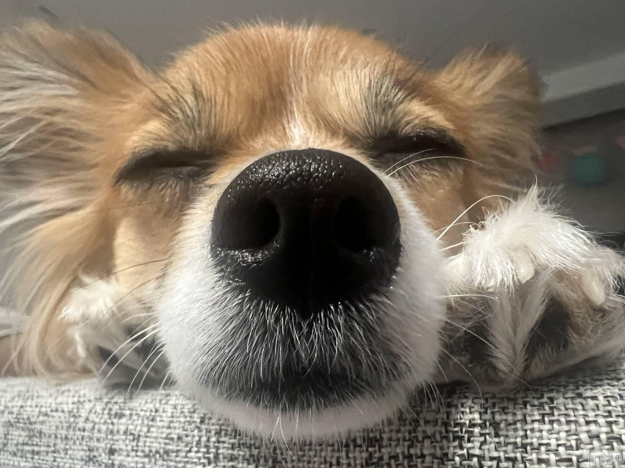 ��ˬ����Х��顦����֥���� �ץ���� ��ˬ(����� �ץ���� ����) ��2025ǯ7��12���̥�֥�����🩵��