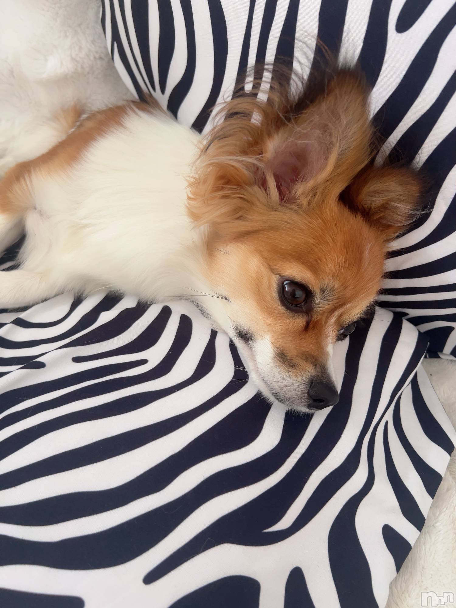 ��ˬ����Х��顦����֥���� �ץ���� ��ˬ(����� �ץ���� ����) ��2025ǯ7��17���̥�֥�����💙��