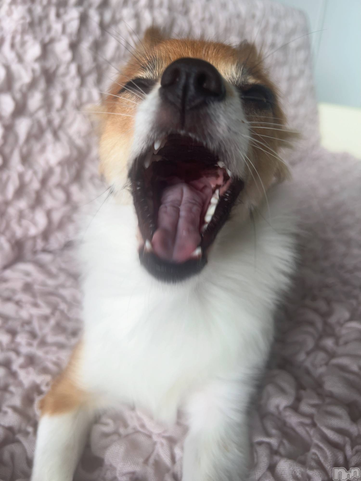 ��ˬ����Х��顦����֥���� �ץ���� ��ˬ(����� �ץ���� ����) ��2025ǯ7��18���̥�֥�����💙��