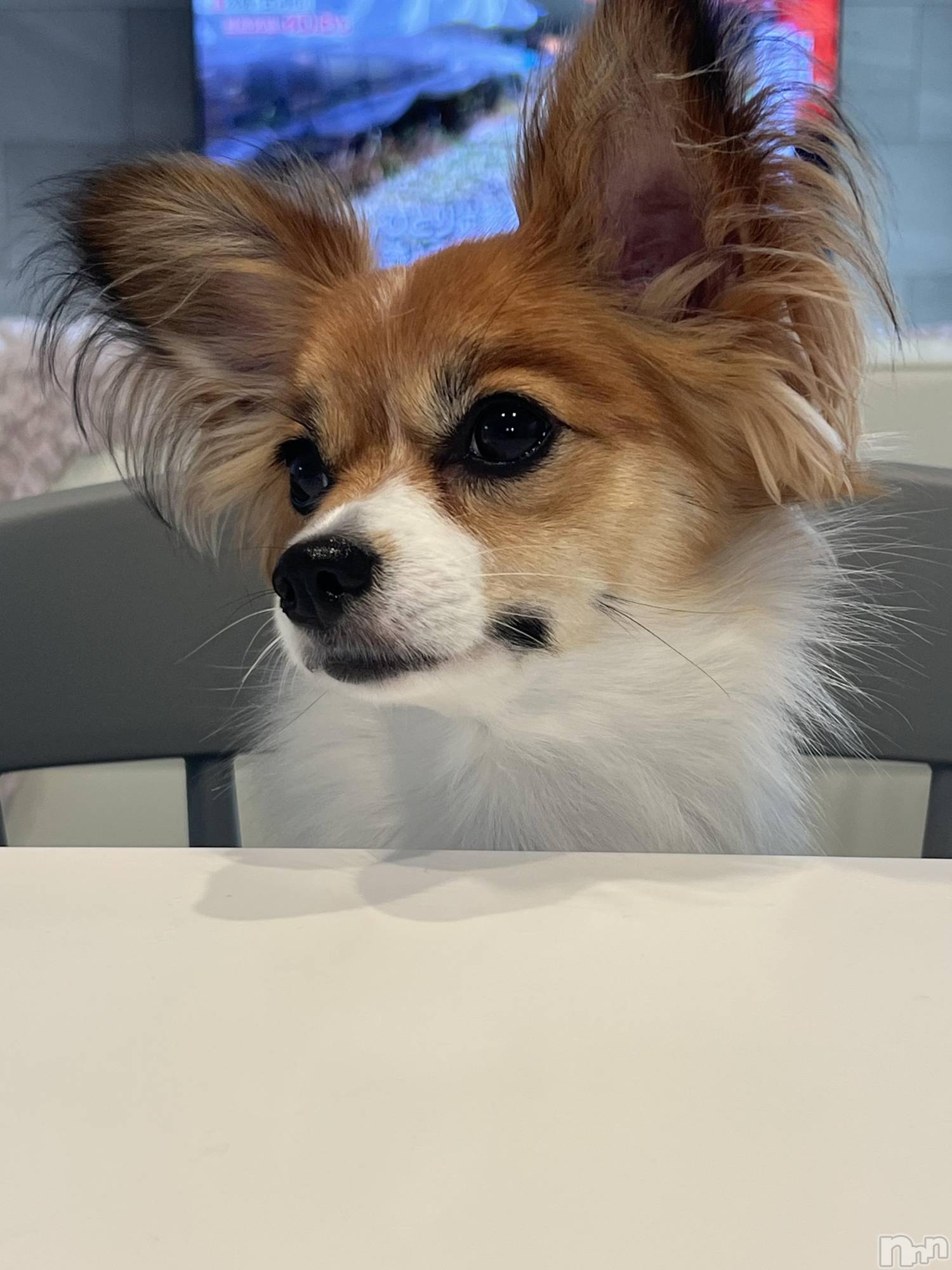 ��ˬ����Х��顦����֥���� �ץ���� ��ˬ(����� �ץ���� ����) ��2025ǯ8��21���̥�֥�����💜��