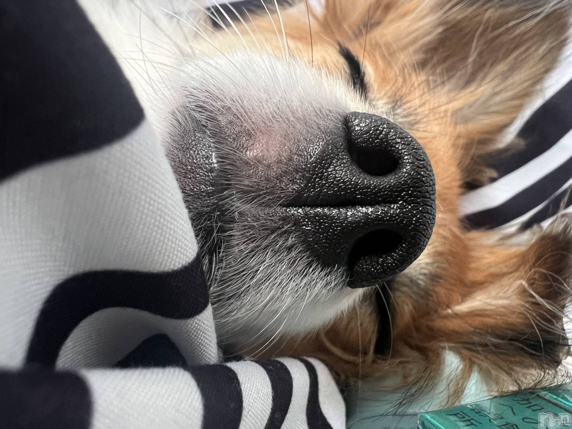 ��ˬ����Х��顦����֥���� �ץ���� ��ˬ(����� �ץ���� ����) ��2025ǯ8��21���̥�֥�����💛��