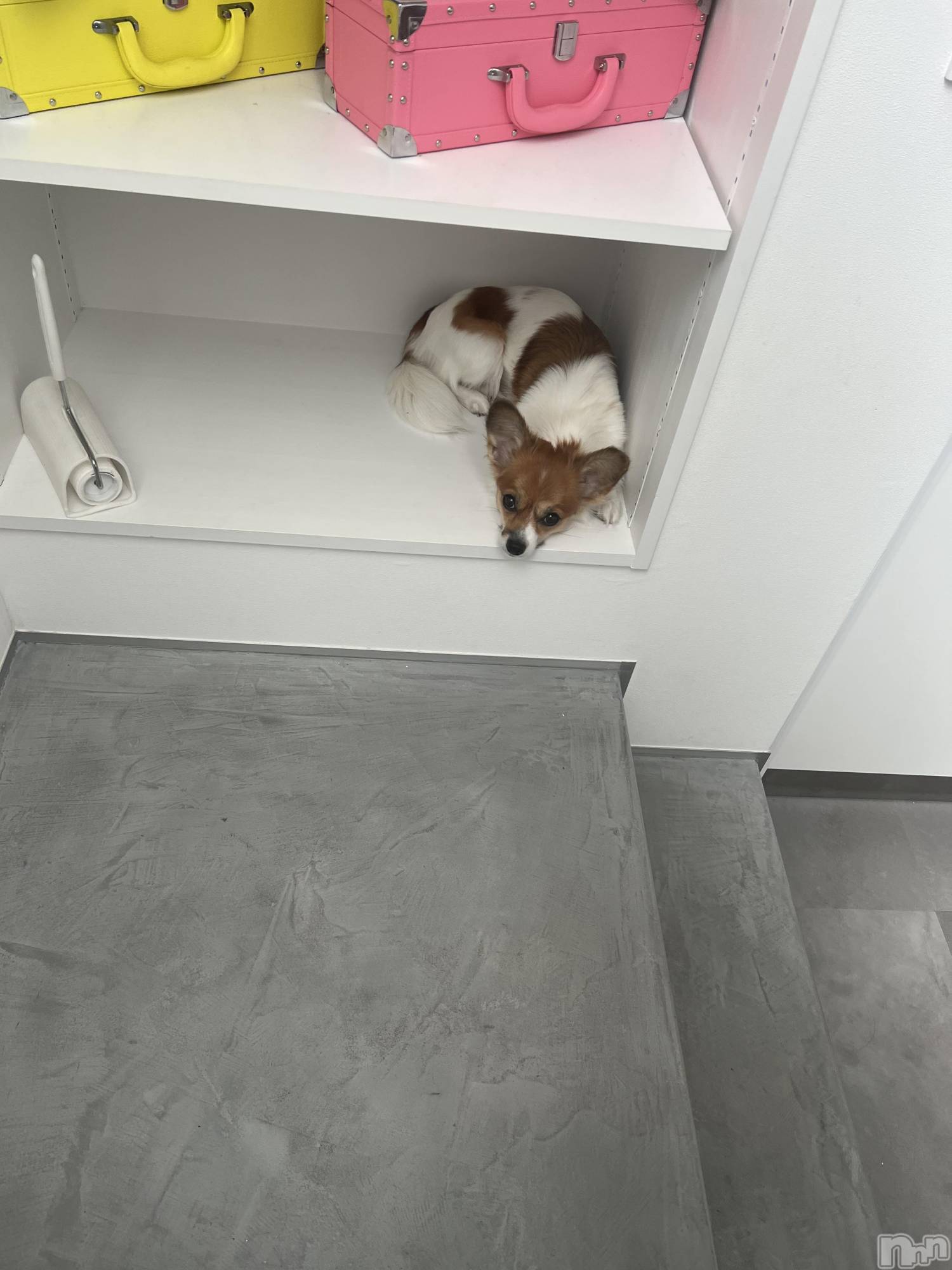 ��ˬ����Х��顦����֥���� �ץ���� ��ˬ(����� �ץ���� ����) ��2025ǯ9��12���̥�֥�����🩷��