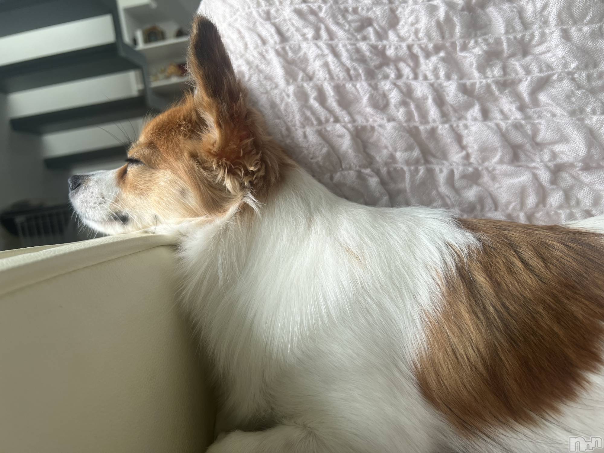 ��ˬ����Х��顦����֥���� �ץ���� ��ˬ(����� �ץ���� ����) ��2025ǯ9��12���̥�֥�����🩷��