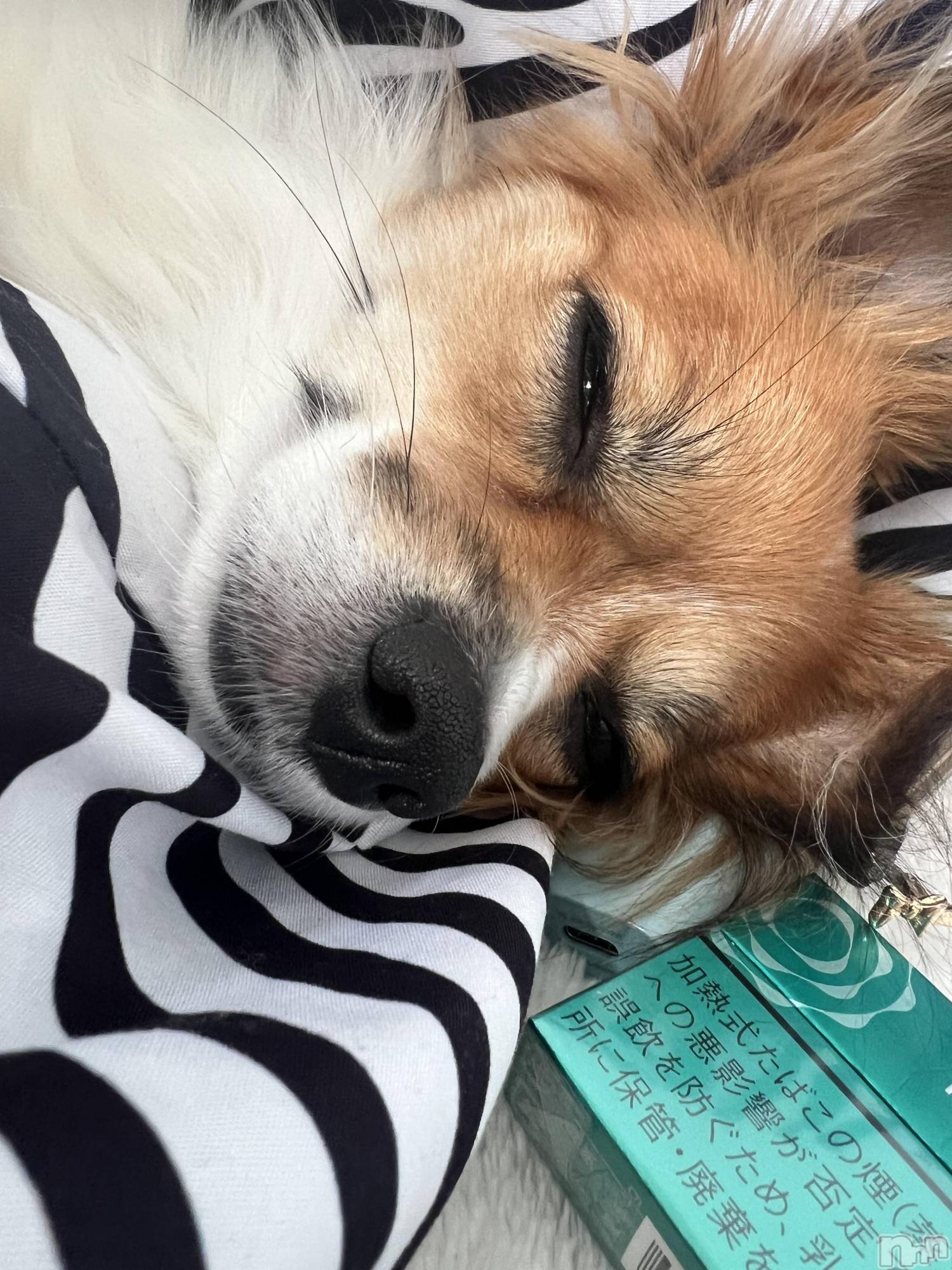 ��ˬ����Х��顦����֥���� �ץ���� ��ˬ(����� �ץ���� ����) ��2025ǯ9��12���̥�֥�����🤎��