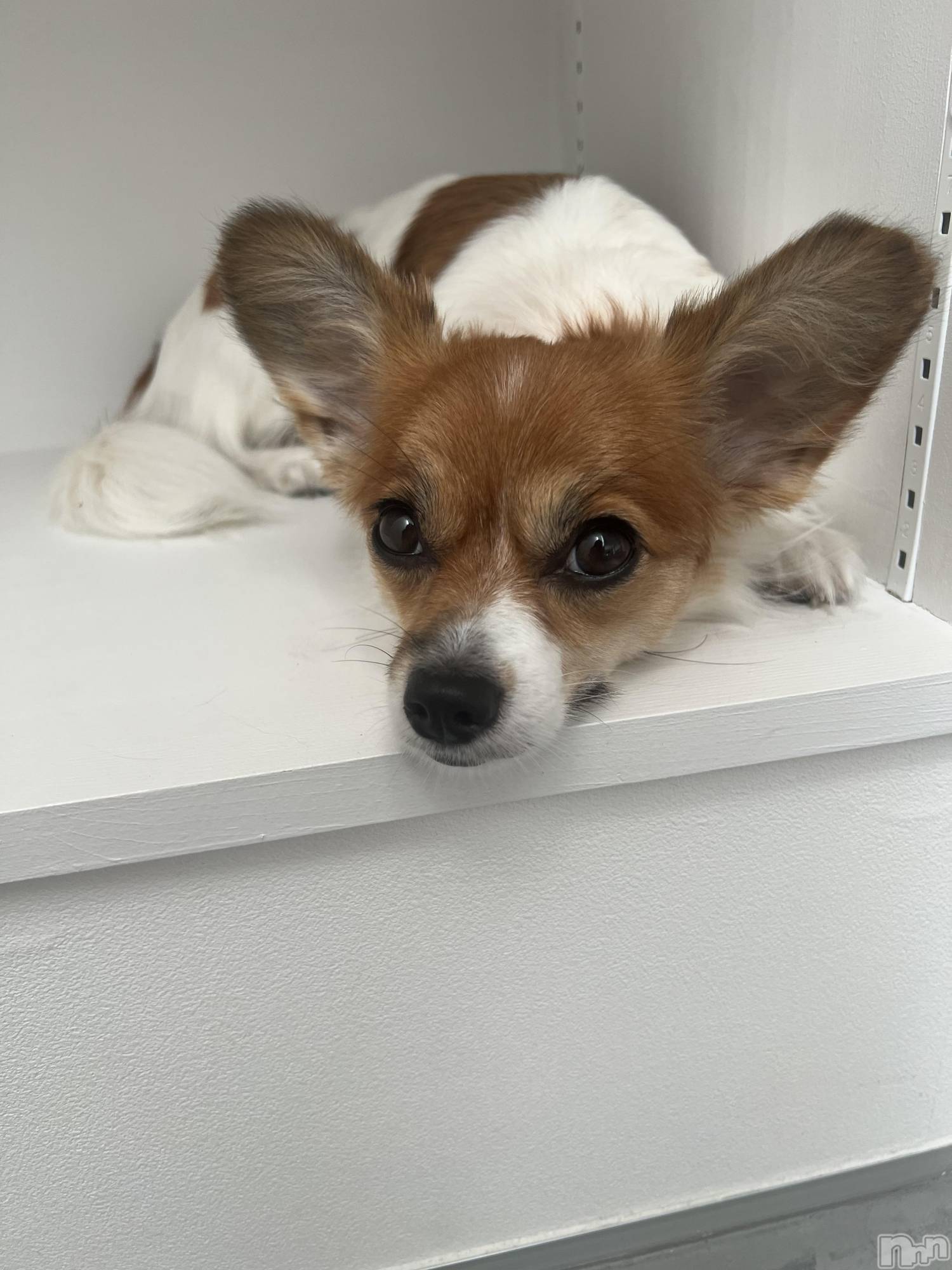 ��ˬ����Х��顦����֥���� �ץ���� ��ˬ(����� �ץ���� ����) ��2025ǯ9��12���̥�֥�����🖤��