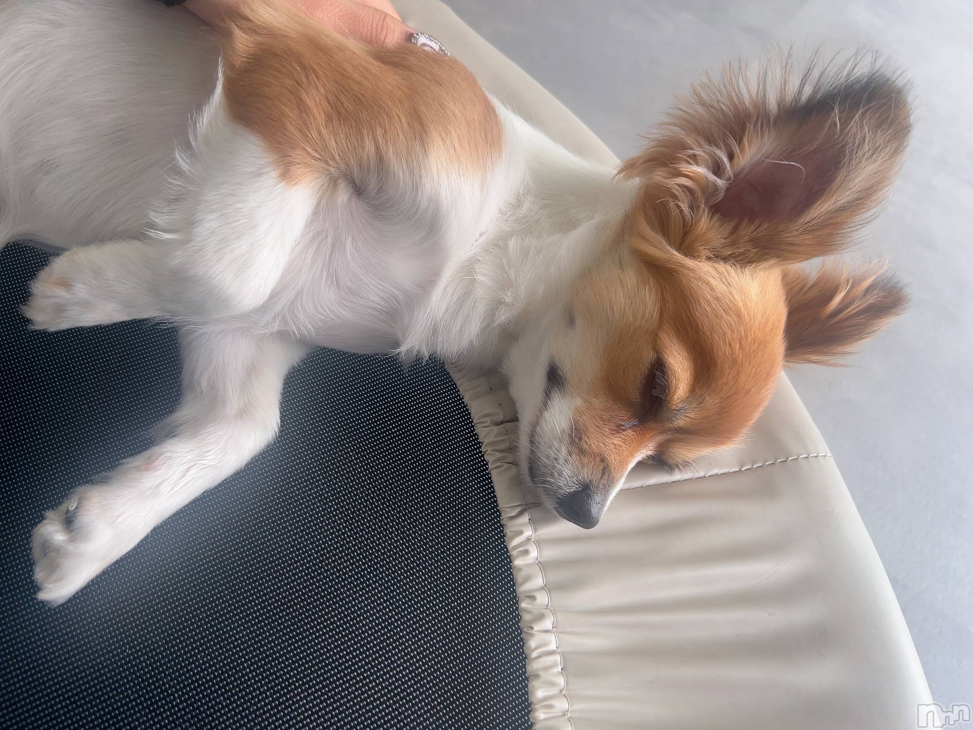 ��ˬ����Х��顦����֥���� �ץ���� ��ˬ(����� �ץ���� ����) ��2025ǯ9��12���̥�֥�����🩶��