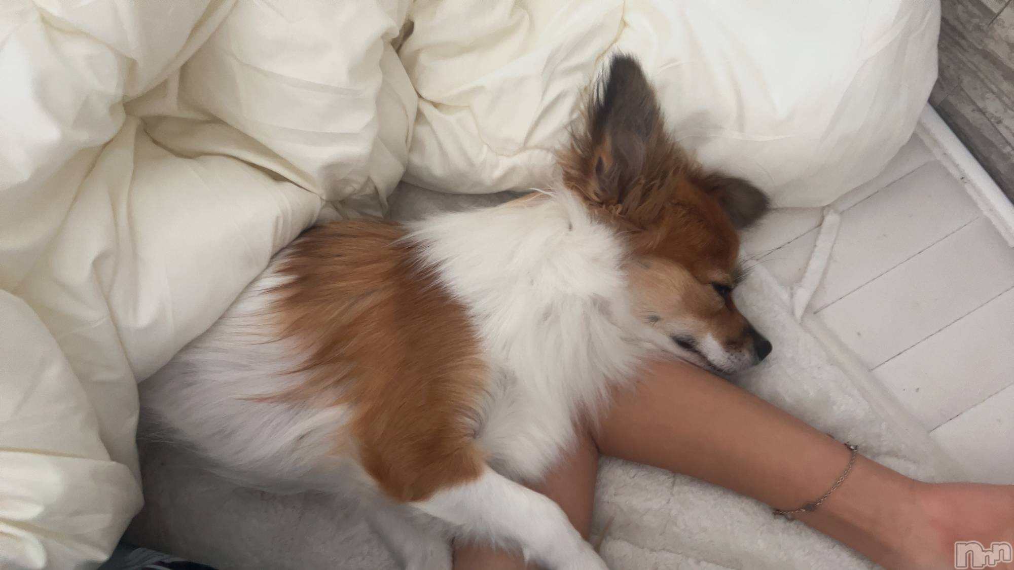 ��ˬ����Х��顦����֥���� �ץ���� ��ˬ(����� �ץ���� ����) ��2025ǯ10��23���̥�֥�����🩷��