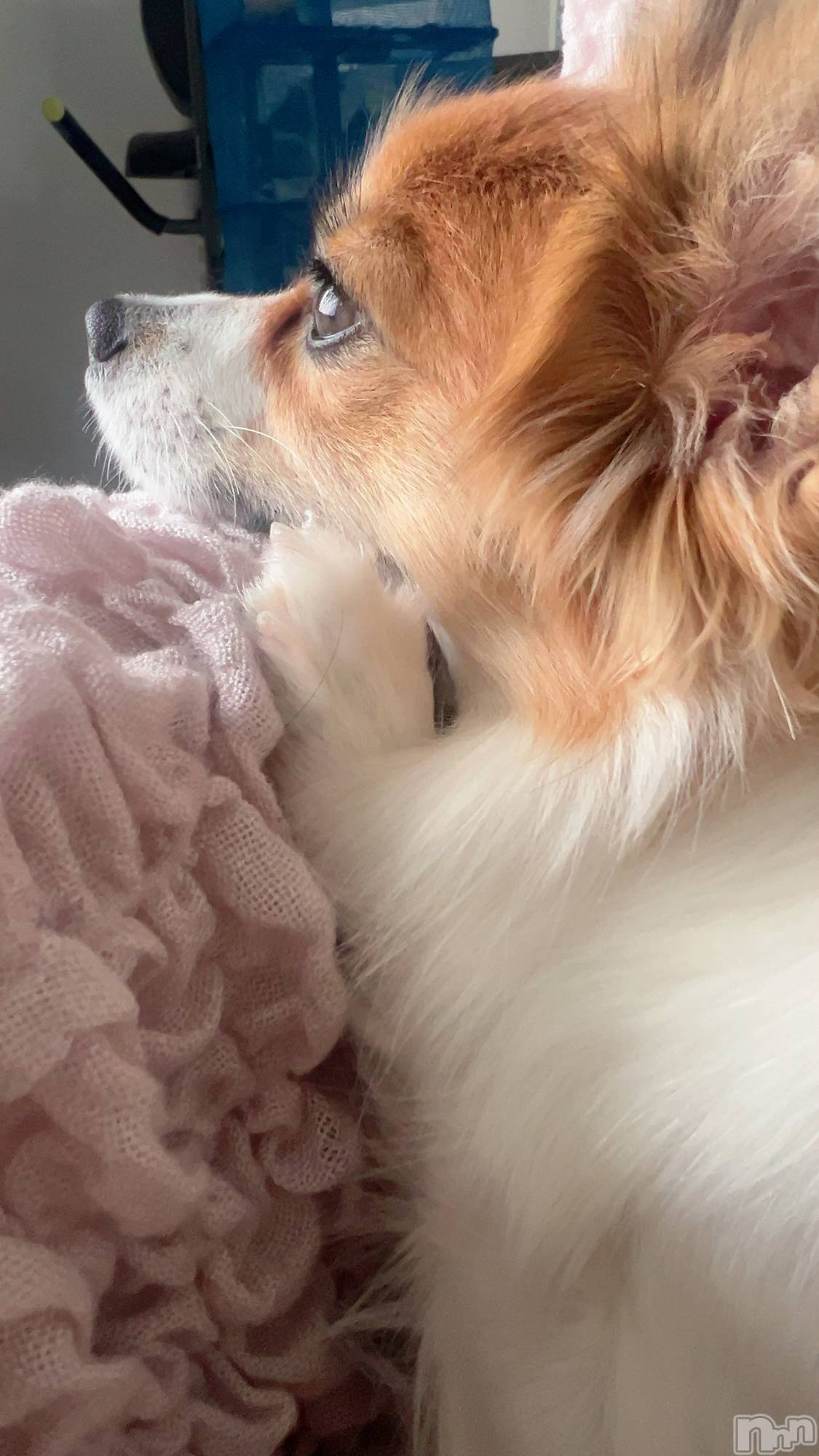 ��ˬ����Х��顦����֥���� �ץ���� ��ˬ(����� �ץ���� ����) ��2025ǯ11��6���̥�֥�����🐸��