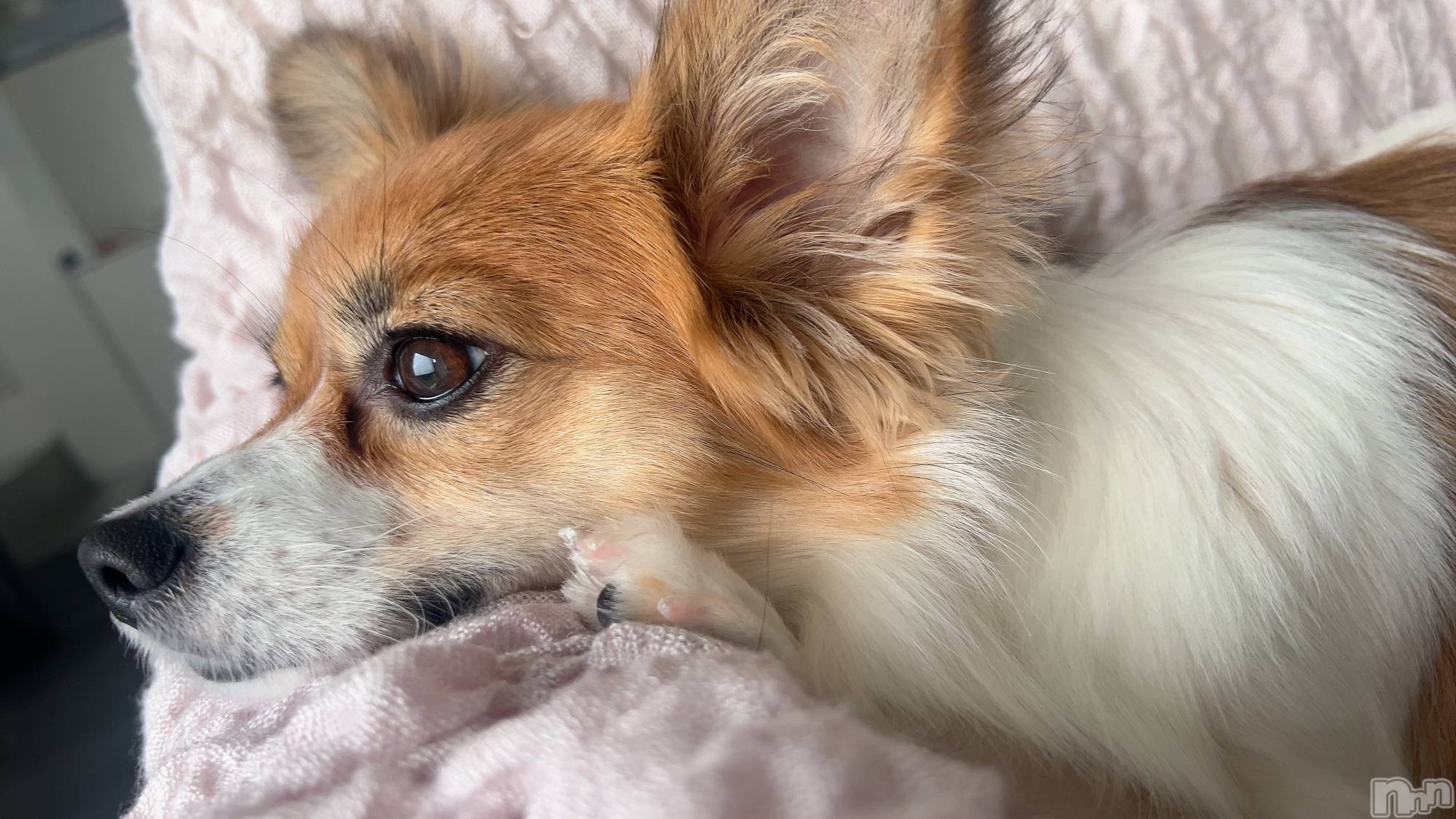 ��ˬ����Х��顦����֥���� �ץ���� ��ˬ(����� �ץ���� ����) ��2025ǯ11��13���̥�֥�����☪️��