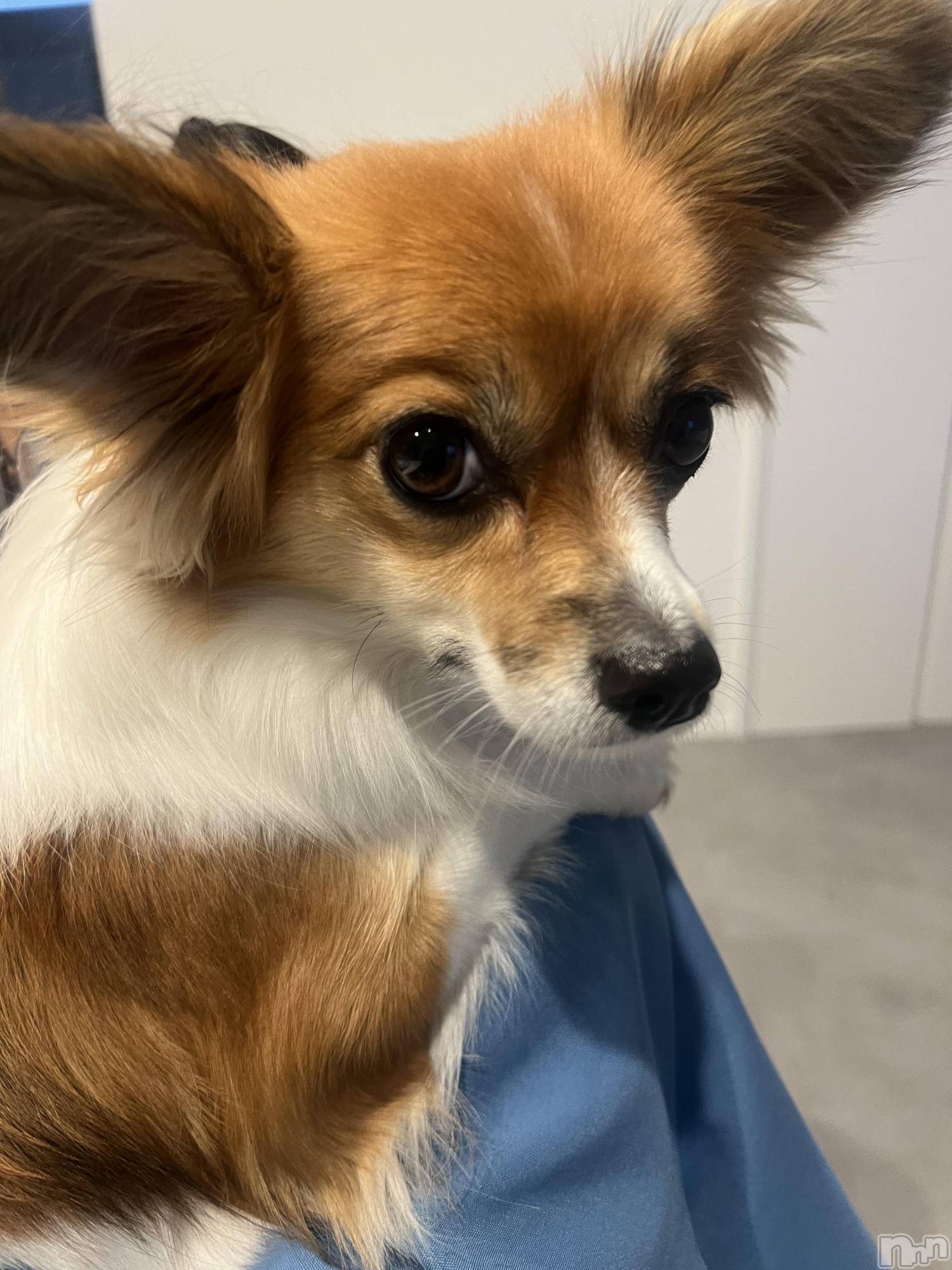 ��ˬ����Х��顦����֥���� �ץ���� ��ˬ(����� �ץ���� ����) ��2025ǯ11��13���̥�֥�����🤲��