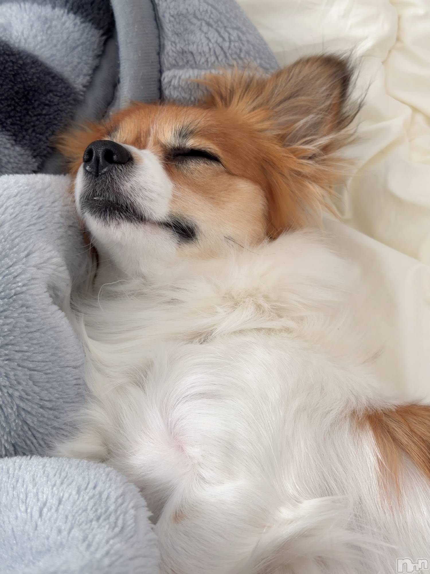 ��ˬ����Х��顦����֥���� �ץ���� ��ˬ(����� �ץ���� ����) ��2025ǯ12��16���̥�֥�����💛��