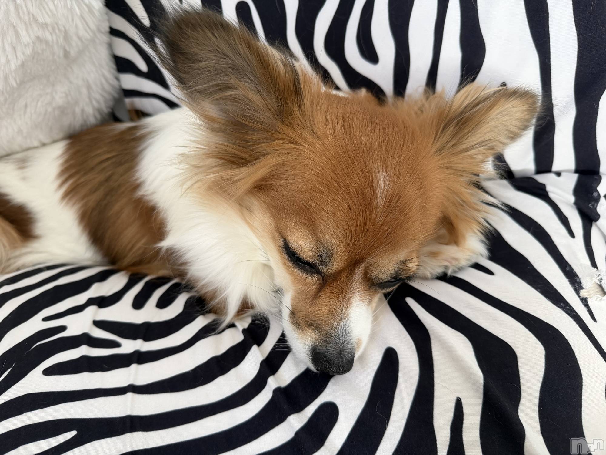 ��ˬ����Х��顦����֥���� �ץ���� ��ˬ(����� �ץ���� ����) ��2025ǯ12��16���̥�֥�����🧡��