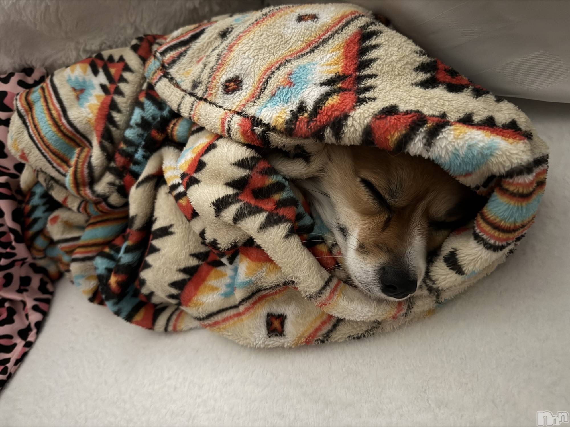 ��ˬ����Х��顦����֥���� �ץ���� ��ˬ(����� �ץ���� ����) ��2026ǯ1��30���̥�֥�����💛��