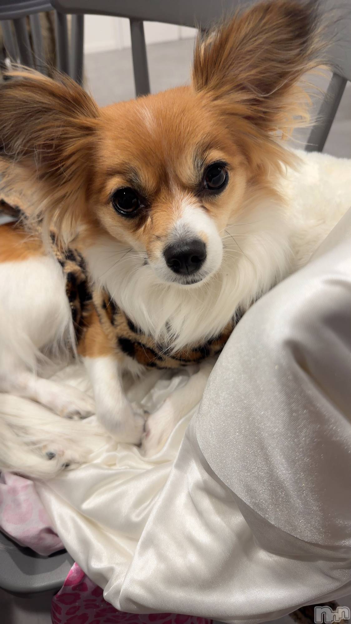 ��ˬ����Х��顦����֥���� �ץ���� ��ˬ(����� �ץ���� ����) ��2026ǯ1��30���̥�֥�����💛��