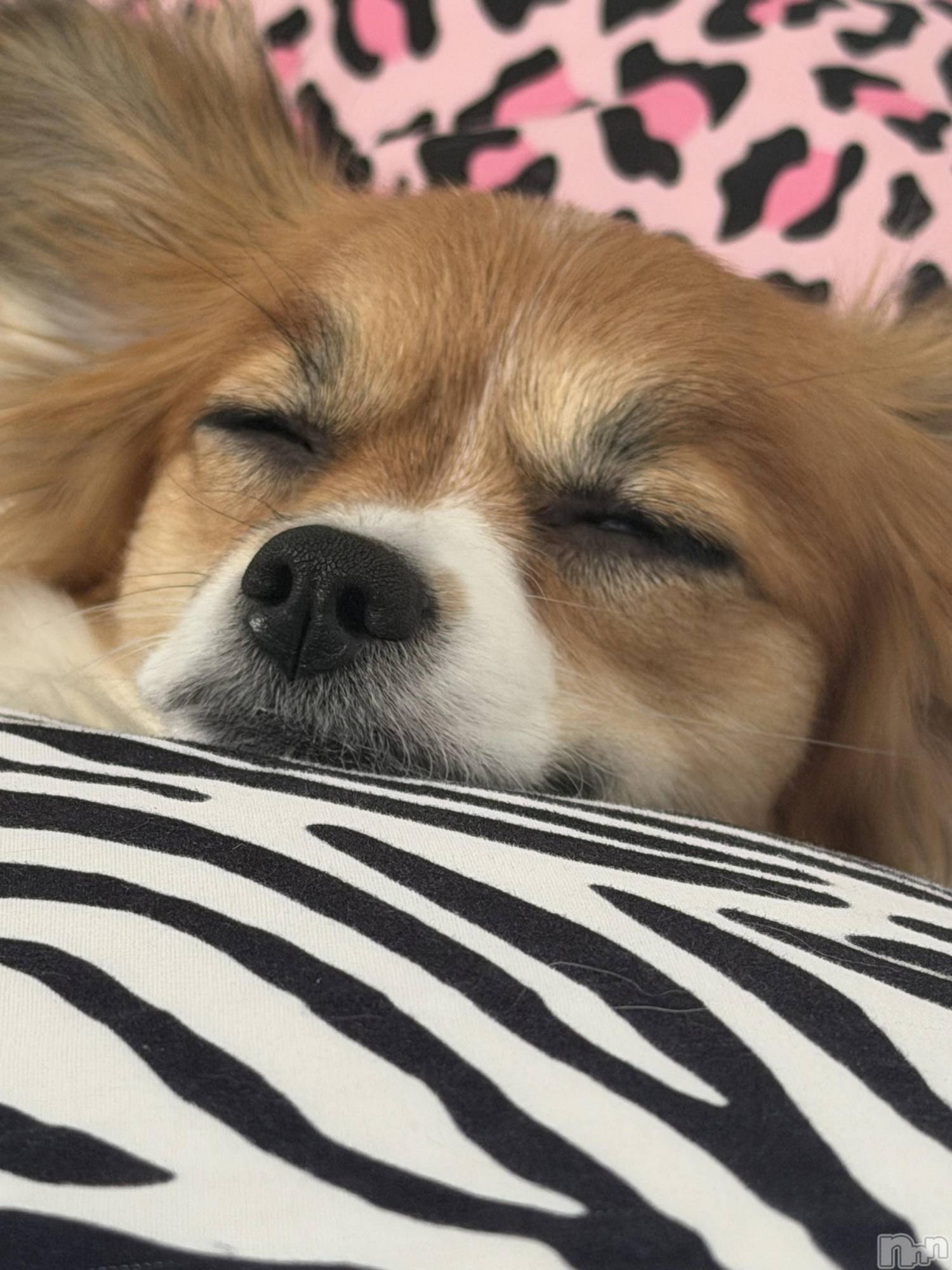 ��ˬ����Х��顦����֥���� �ץ���� ��ˬ(����� �ץ���� ����) ��2026ǯ1��30���̥�֥�����💛��