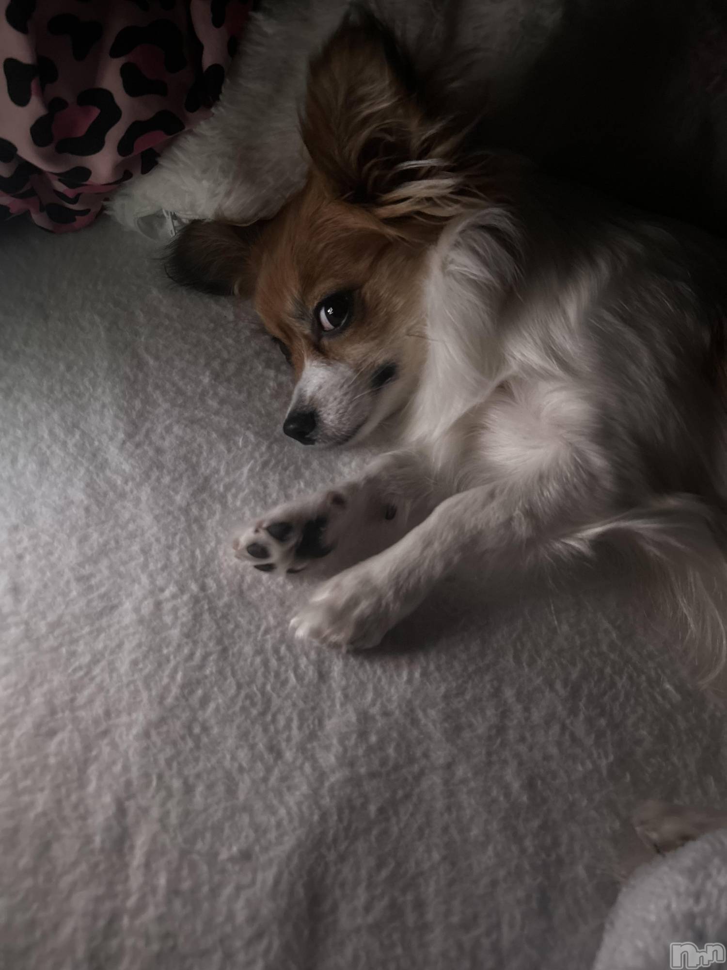 ��ˬ����Х��顦����֥���� �ץ���� ��ˬ(����� �ץ���� ����) ��2026ǯ1��30���̥�֥�����💛��