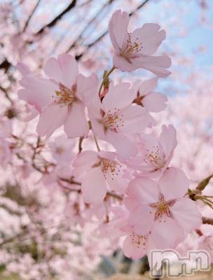 ��ˬ����Х��顦����֥���� �ץ���� ��ˬ(����� �ץ���� ����) �շ� �ꤪ��5��1���̥�֥����֤Ϥ���ޤ���🍭��