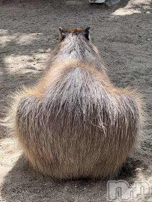 ��ˬ����Х��顦����֥���� �ץ���� ��ˬ(����� �ץ���� ����) �շ� �ꤪ��5��8���̥�֥�����🍬��