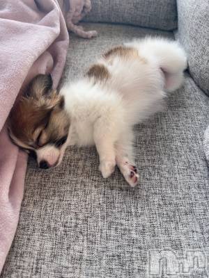 ��ˬ����Х��顦����֥���� �ץ���� ��ˬ(����� �ץ���� ����) �շ� �ꤪ��5��21���̥�֥�����🍬��