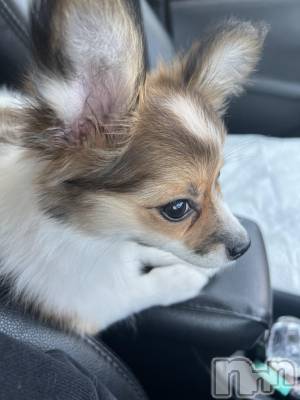 ��ˬ����Х��顦����֥���� �ץ���� ��ˬ(����� �ץ���� ����) �շ� �ꤪ��6��19���̥�֥�����🍬��