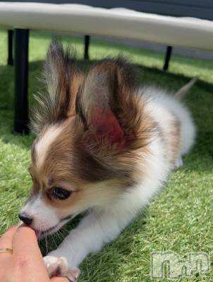 ��ˬ����Х��顦����֥���� �ץ���� ��ˬ(����� �ץ���� ����) �շ� �ꤪ��7��5���̥�֥�����🍬��