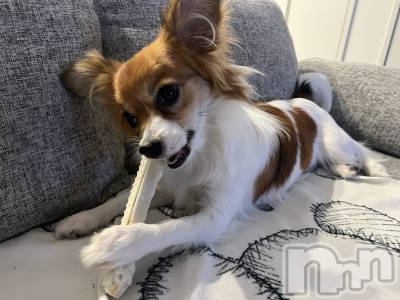 ��ˬ����Х��顦����֥���� �ץ���� ��ˬ(����� �ץ���� ����) �շ� �ꤪ��11��1���̥�֥�����🍬��