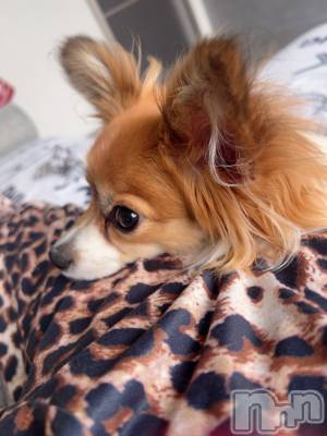 ��ˬ����Х��顦����֥���� �ץ���� ��ˬ(����� �ץ���� ����) �շ� �ꤪ��12��28���̥�֥�����🍬��