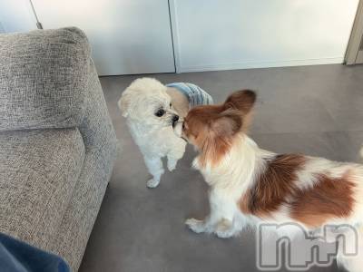 ��ˬ����Х��顦����֥���� �ץ���� ��ˬ(����� �ץ���� ����) �շ� �ꤪ��1��6���̥�֥�����👱🏽‍��️��