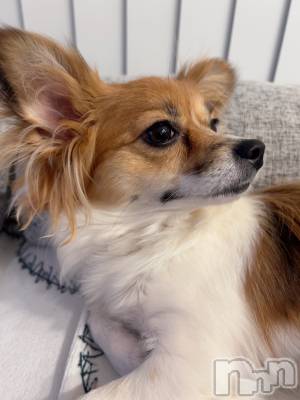 ��ˬ����Х��顦����֥���� �ץ���� ��ˬ(����� �ץ���� ����) �շ� �ꤪ��1��31���̥�֥�����🐥��