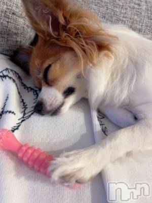 ��ˬ����Х��顦����֥���� �ץ���� ��ˬ(����� �ץ���� ����) �շ� �ꤪ��2��3���̥�֥�����🫶🏽��