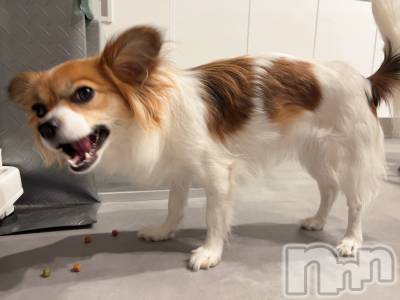 ��ˬ����Х��顦����֥���� �ץ���� ��ˬ(����� �ץ���� ����) �շ� �ꤪ��2��3���̥�֥�����🫶🏽��