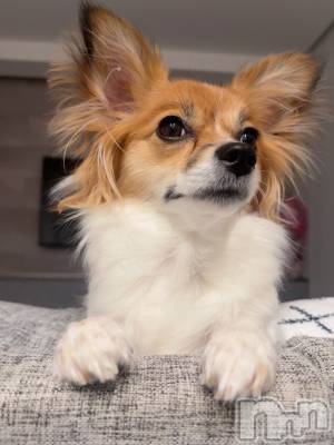 ��ˬ����Х��顦����֥���� �ץ���� ��ˬ(����� �ץ���� ����) �շ� �ꤪ��2��7���̥�֥�����🫶🏽��