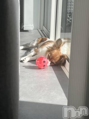 ��ˬ����Х��顦����֥���� �ץ���� ��ˬ(����� �ץ���� ����) �շ� �ꤪ��2��22���̥�֥�����💙��