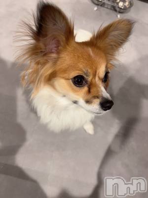 ��ˬ����Х��顦����֥���� �ץ���� ��ˬ(����� �ץ���� ����) �շ� �ꤪ��2��25���̥�֥�����💚��