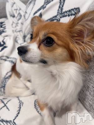 ��ˬ����Х��顦����֥���� �ץ���� ��ˬ(����� �ץ���� ����) �շ� �ꤪ��2��28���̥�֥�����🐾��