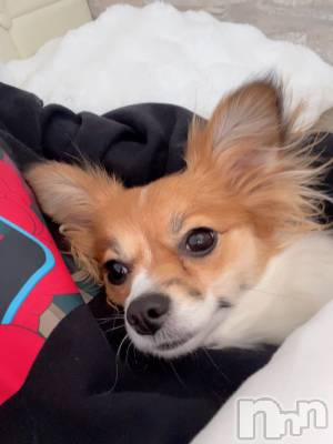 ��ˬ����Х��顦����֥���� �ץ���� ��ˬ(����� �ץ���� ����) �շ� �ꤪ��2��28���̥�֥�����🦖��