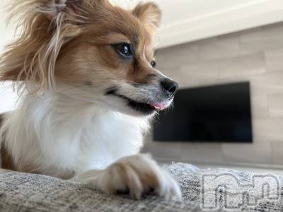 ��ˬ����Х��顦����֥���� �ץ���� ��ˬ(����� �ץ���� ����) �շ� �ꤪ��3��3���̥�֥�����🦖��