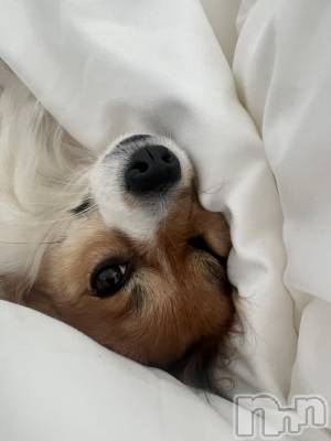 ��ˬ����Х��顦����֥���� �ץ���� ��ˬ(����� �ץ���� ����) �շ� �ꤪ��3��5���̥�֥�����🗽��