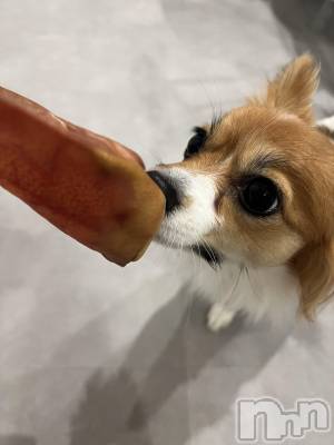 ��ˬ����Х��顦����֥���� �ץ���� ��ˬ(����� �ץ���� ����) �շ� �ꤪ��3��12���̥�֥�����🌺��