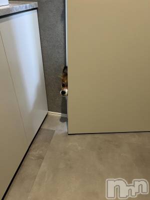 ��ˬ����Х��顦����֥���� �ץ���� ��ˬ(����� �ץ���� ����) �շ� �ꤪ��3��14���̥�֥�����🌺��