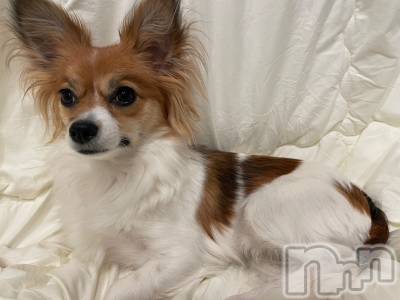 ��ˬ����Х��顦����֥���� �ץ���� ��ˬ(����� �ץ���� ����) �շ� �ꤪ��3��21���̥�֥�����🍀��