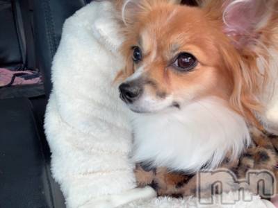 ��ˬ����Х��顦����֥���� �ץ���� ��ˬ(����� �ץ���� ����) �շ� �ꤪ��3��21���̥�֥�����🍀��