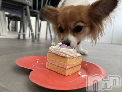 ��ˬ����Х��顦����֥���� �ץ���� ��ˬ(����� �ץ���� ����) �շ� �ꤪ��3��27���̥�֥�����🌺��