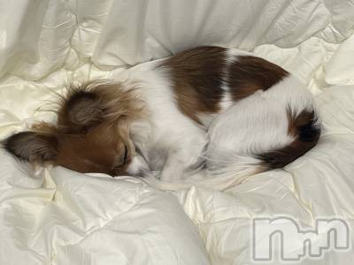 ��ˬ����Х��顦����֥���� �ץ���� ��ˬ(����� �ץ���� ����) �շ� �ꤪ��3��27���̥�֥�����🍀��