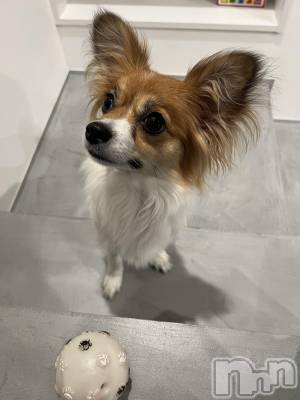 ��ˬ����Х��顦����֥���� �ץ���� ��ˬ(����� �ץ���� ����) �շ� �ꤪ��4��7���̥�֥�����🌸��