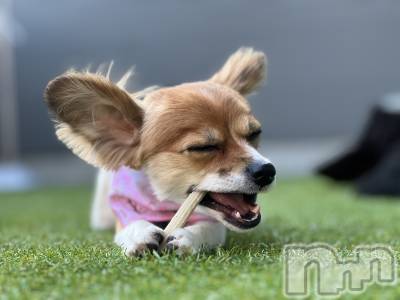 ��ˬ����Х��顦����֥���� �ץ���� ��ˬ(����� �ץ���� ����) �շ� �ꤪ��4��28���̥�֥�����🫵��